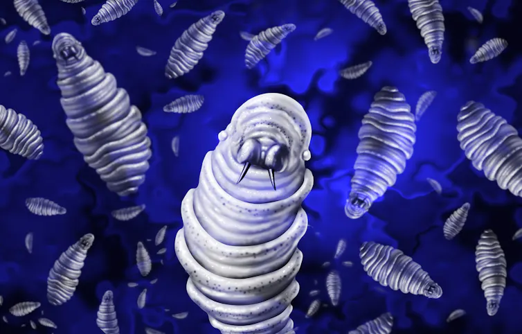 Screwworm parasite, a flesh-eating larvae.