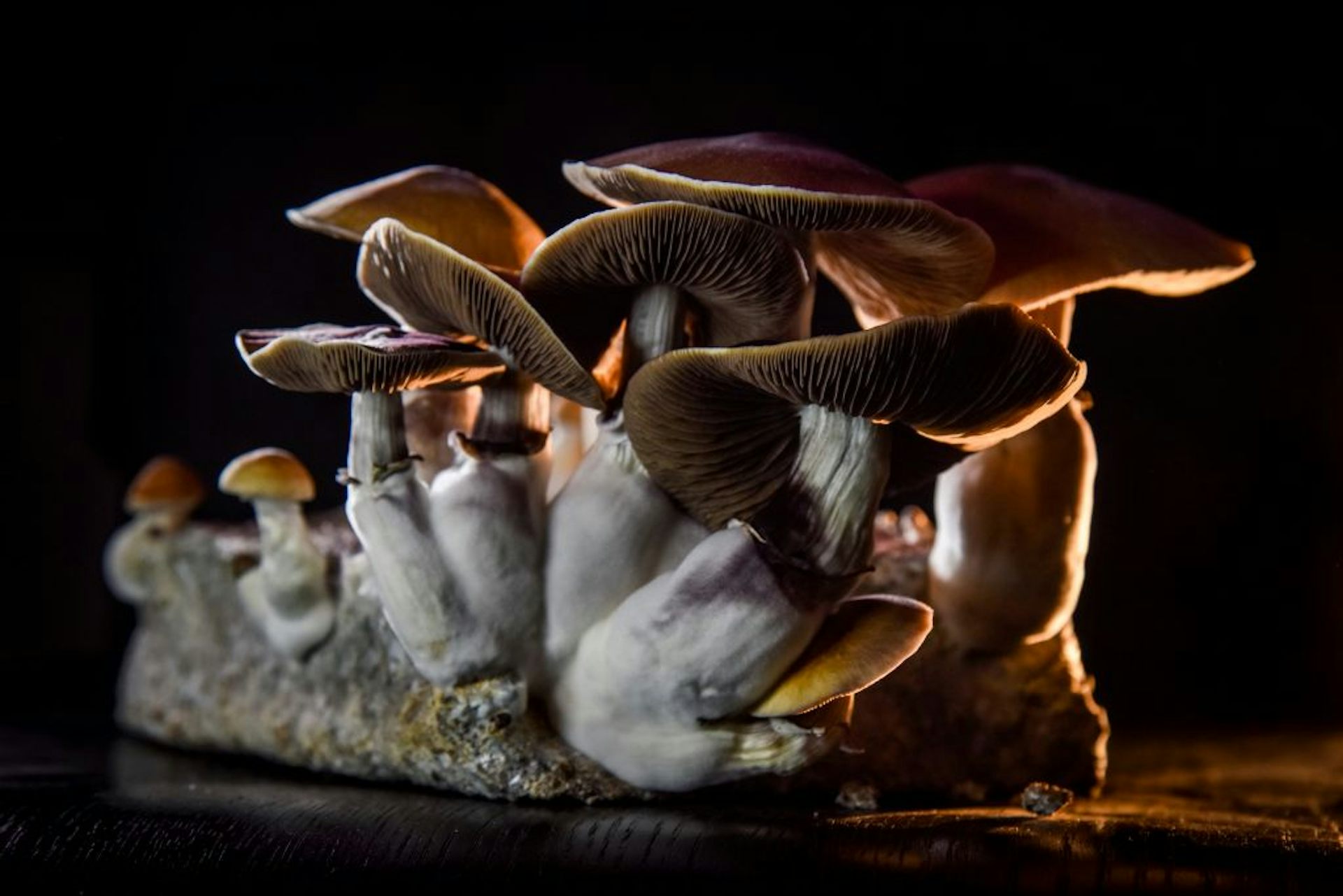 Magic mushrooms: new African species sheds light on the history of the famous fungus