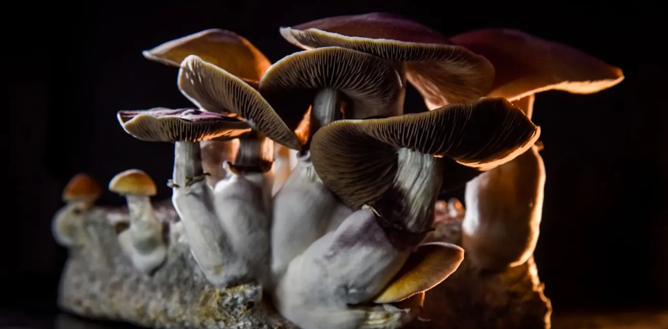 Magic mushrooms: new African species sheds light on the history of the famous fungus