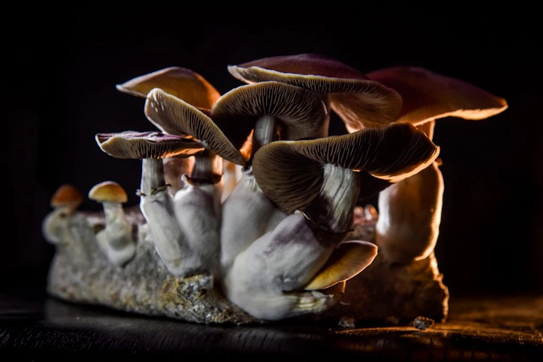 Fungi with pale stems and flat tops