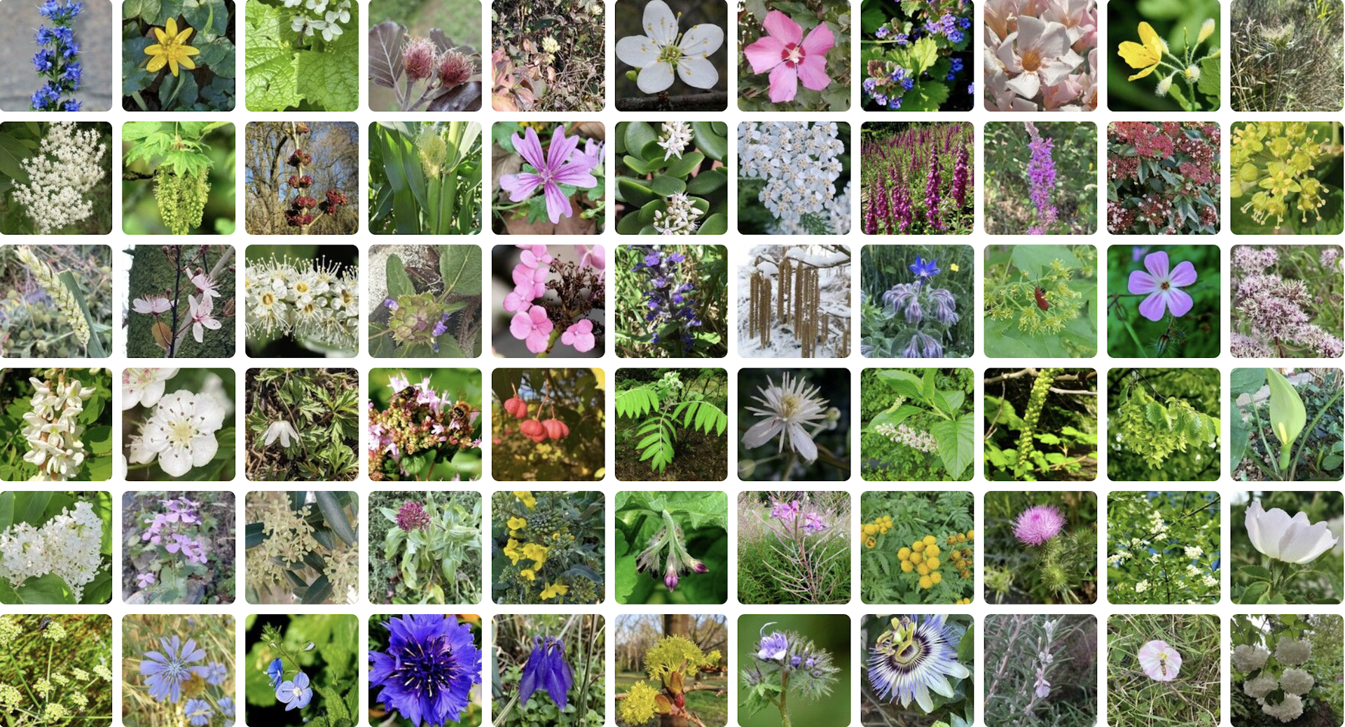 Introducing a new citizen science nature app that’s geared towards the scientific community