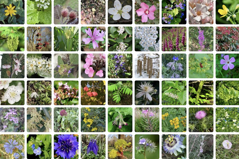 Capture d'écran du site PlantNet.
