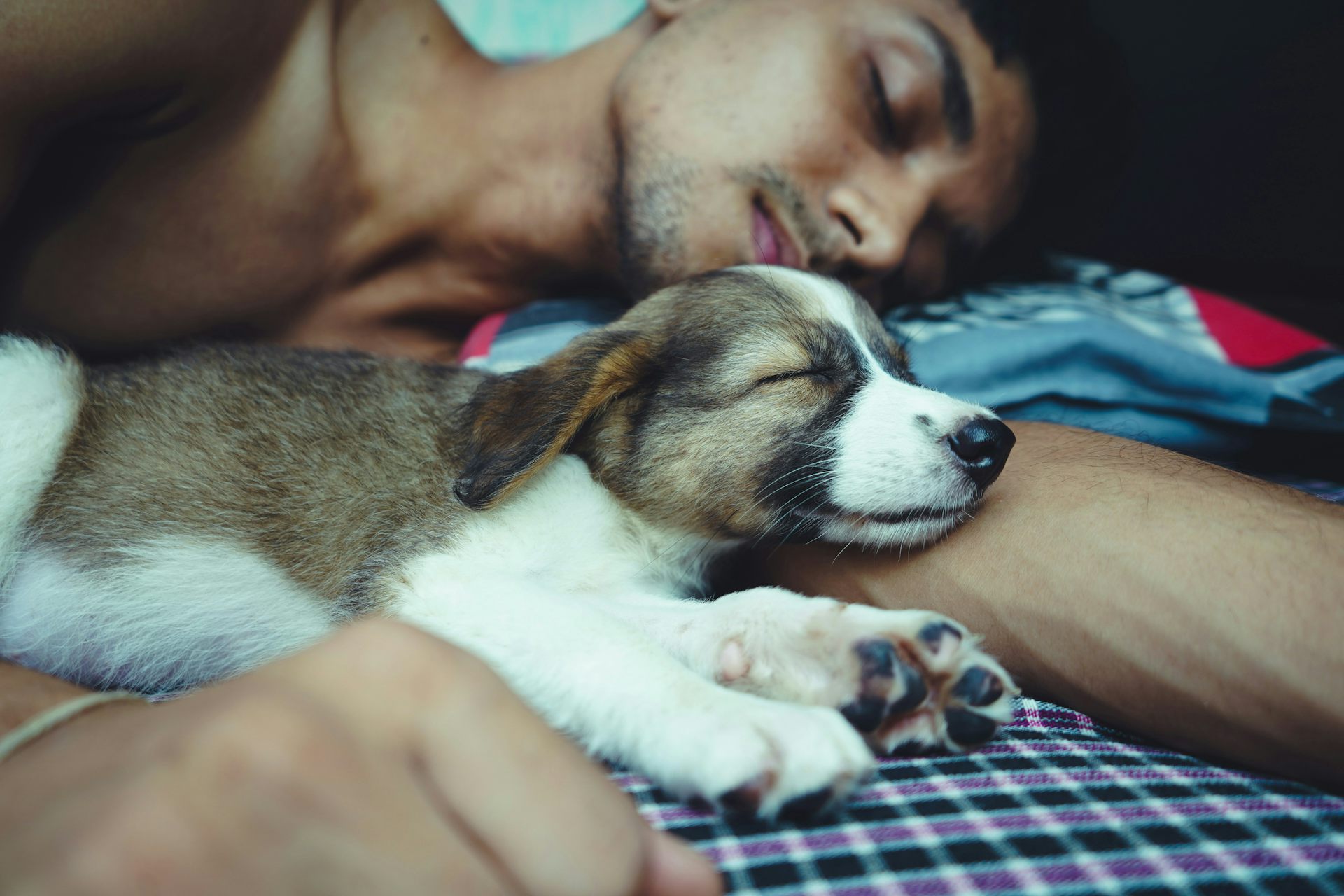 Vous aimez dormir avec votre animal de compagnie ? La science révèle qu’il y a un compromis délicat à trouver