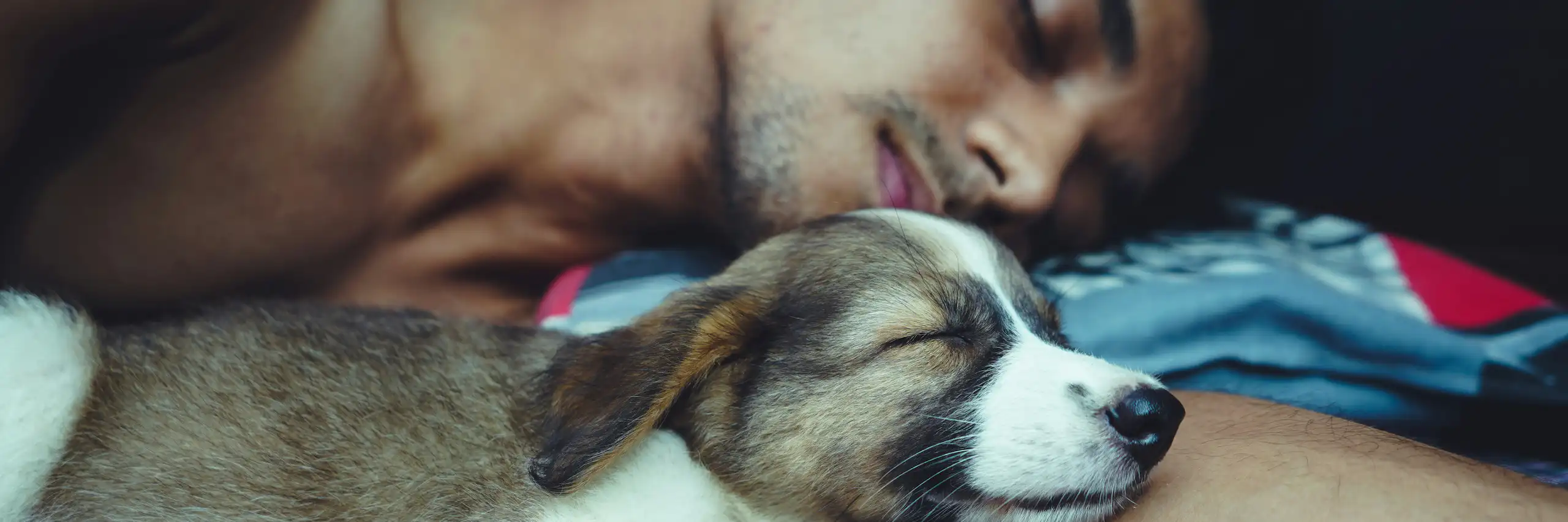 Un homme et un chiot dorment ensemble dans un lit