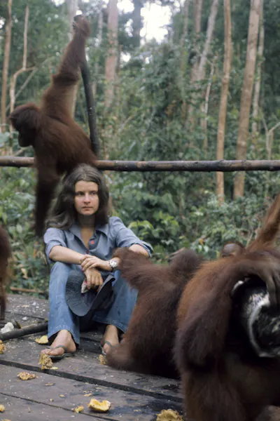 A young woman sits with orangutans playing around her in the jungle.