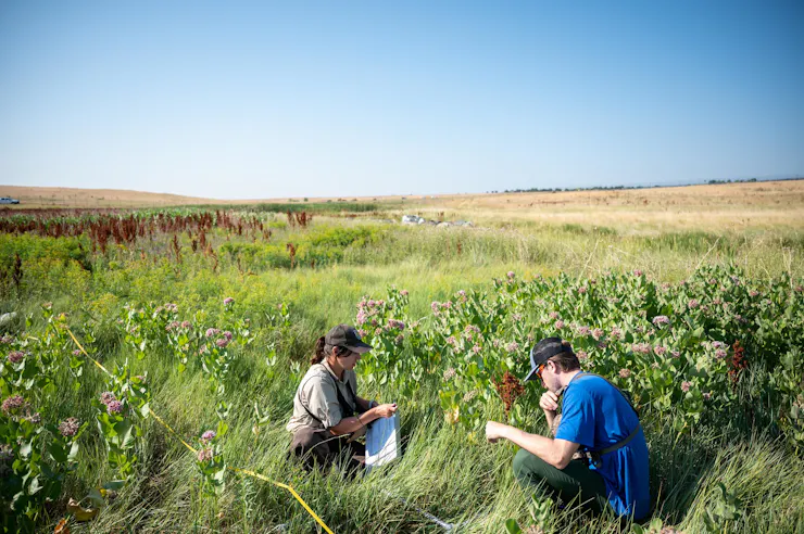 Two people take notes in a field of wildflowers.