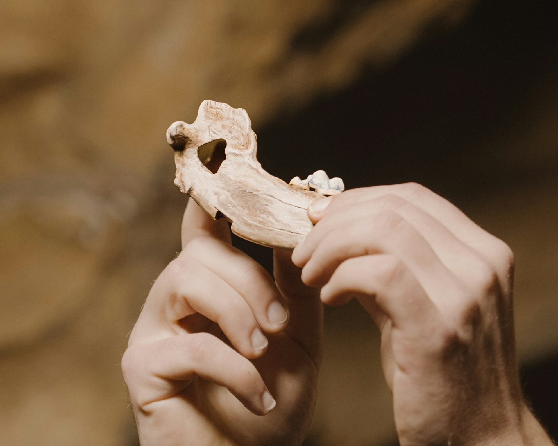 Ancient bones show dogs have been woven into human life for nearly 16,000 years