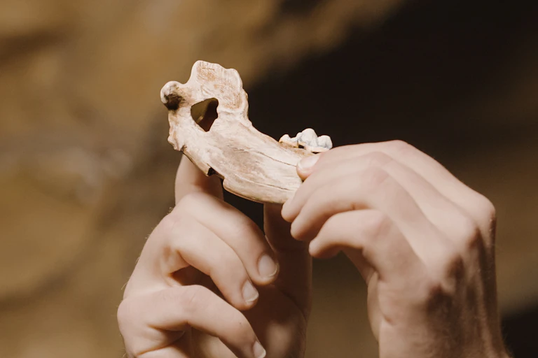 Human hands holding an pointed jawbone.