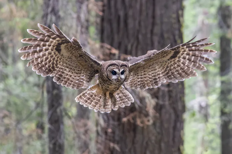 An owl flies toward the camera, it's wings outspread.