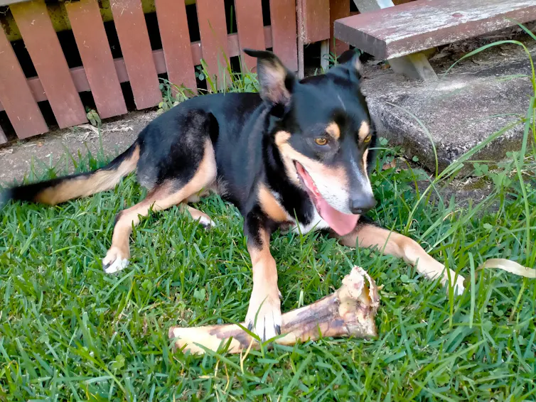 A dog with a black, white and brown coat, eating a bone.