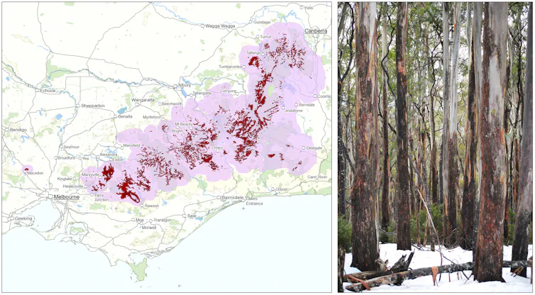 One image shows a map of where alpine ash might grow. The other shows alpine ash trees in snow.