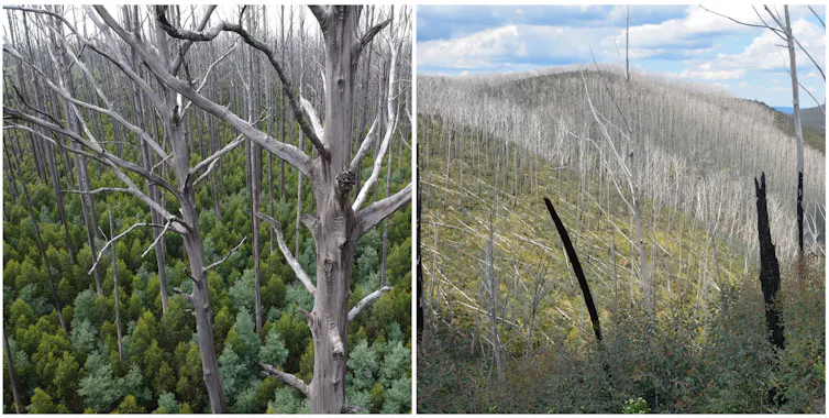 Left image: a forest of burned, bare older trees. Right image: Repeatedly burned and badly damaged alpine ash.