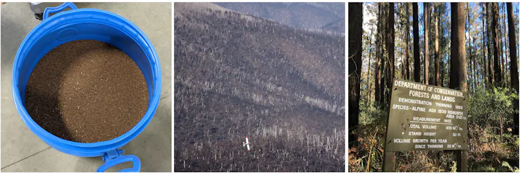 First image: A bucket of alpine ash seeds. Second image: A plane sows alpine ash in a forest. Third image: A sign about forest management.