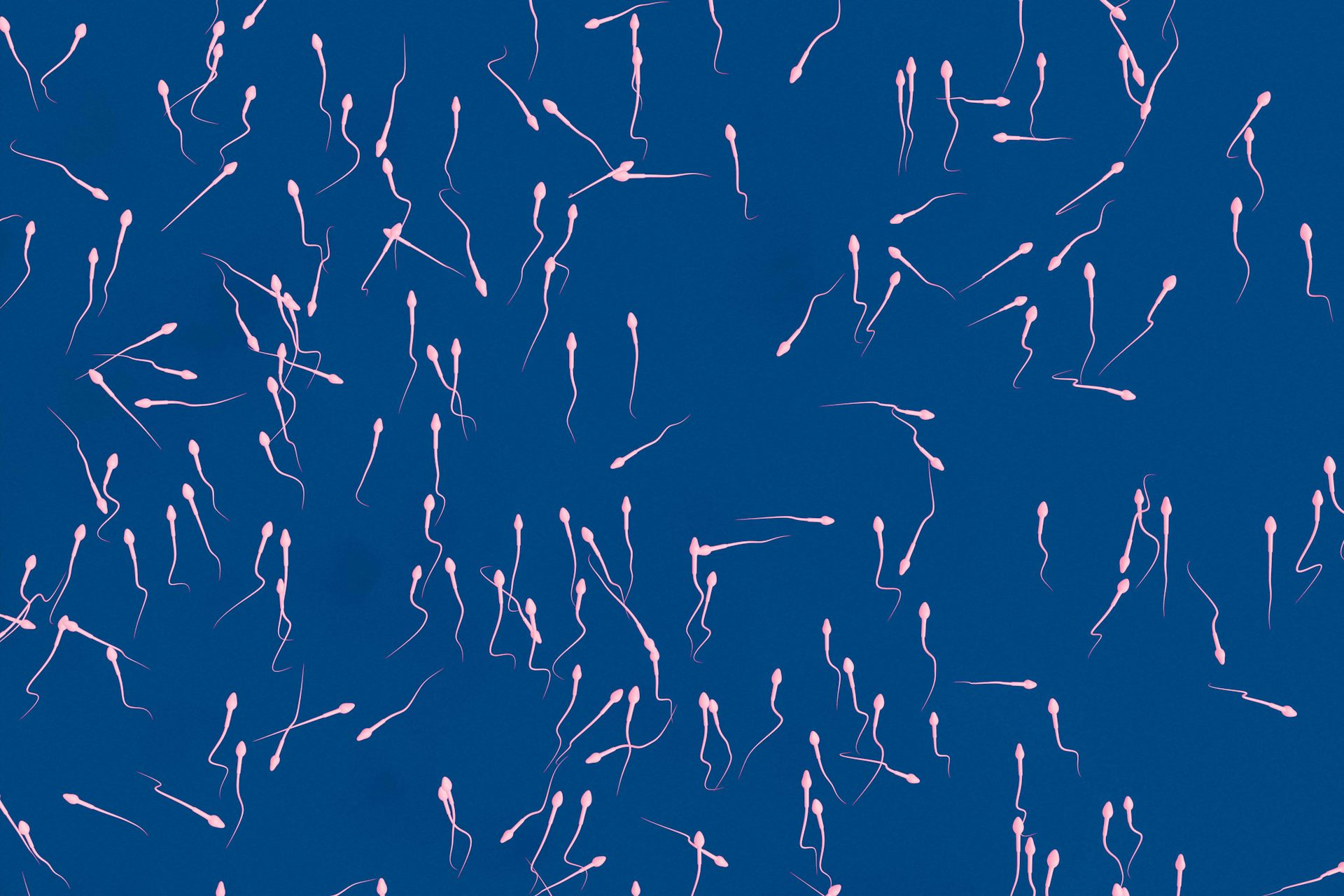 Des spermatozoïdes sur un fond bleu (vue d’artiste).