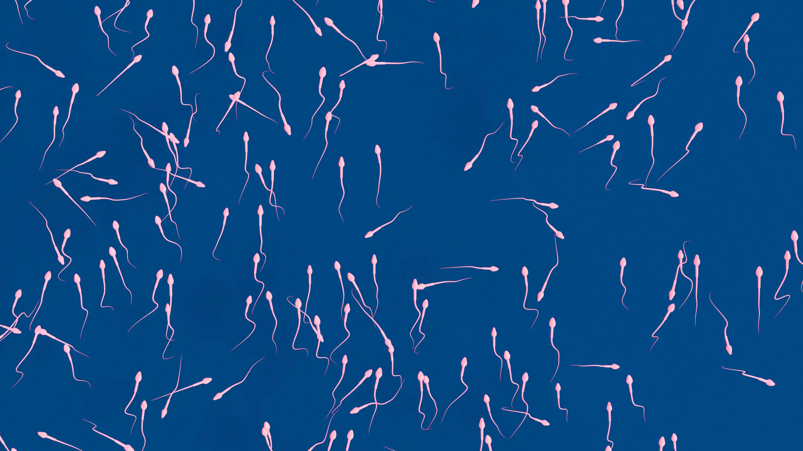 Des spermatozoïdes sur un fond bleu (vue d’artiste).