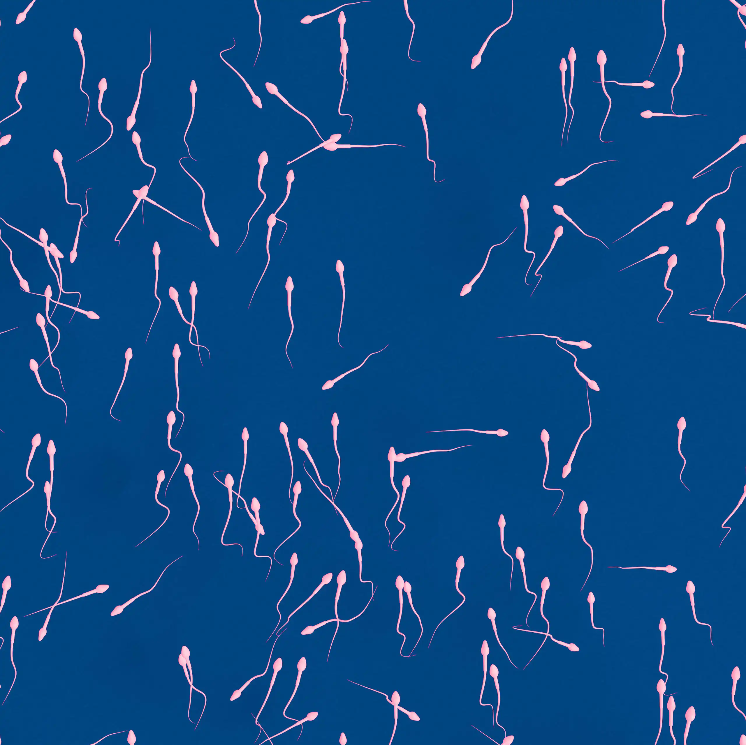 Des spermatozoïdes sur un fond bleu (vue d’artiste).