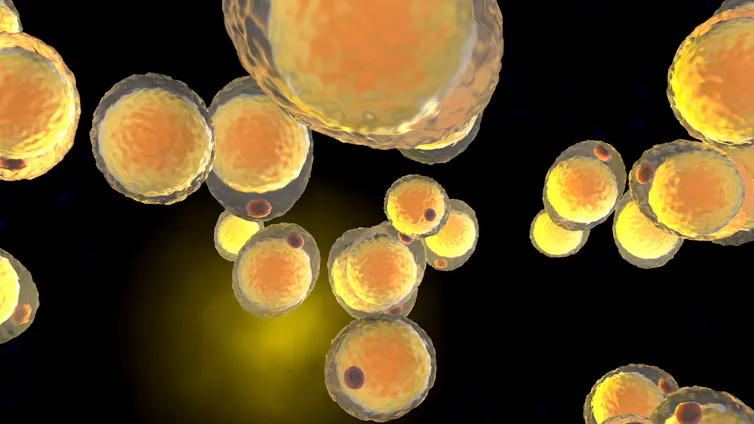 A digital depiction of fat cells circulating in the body.