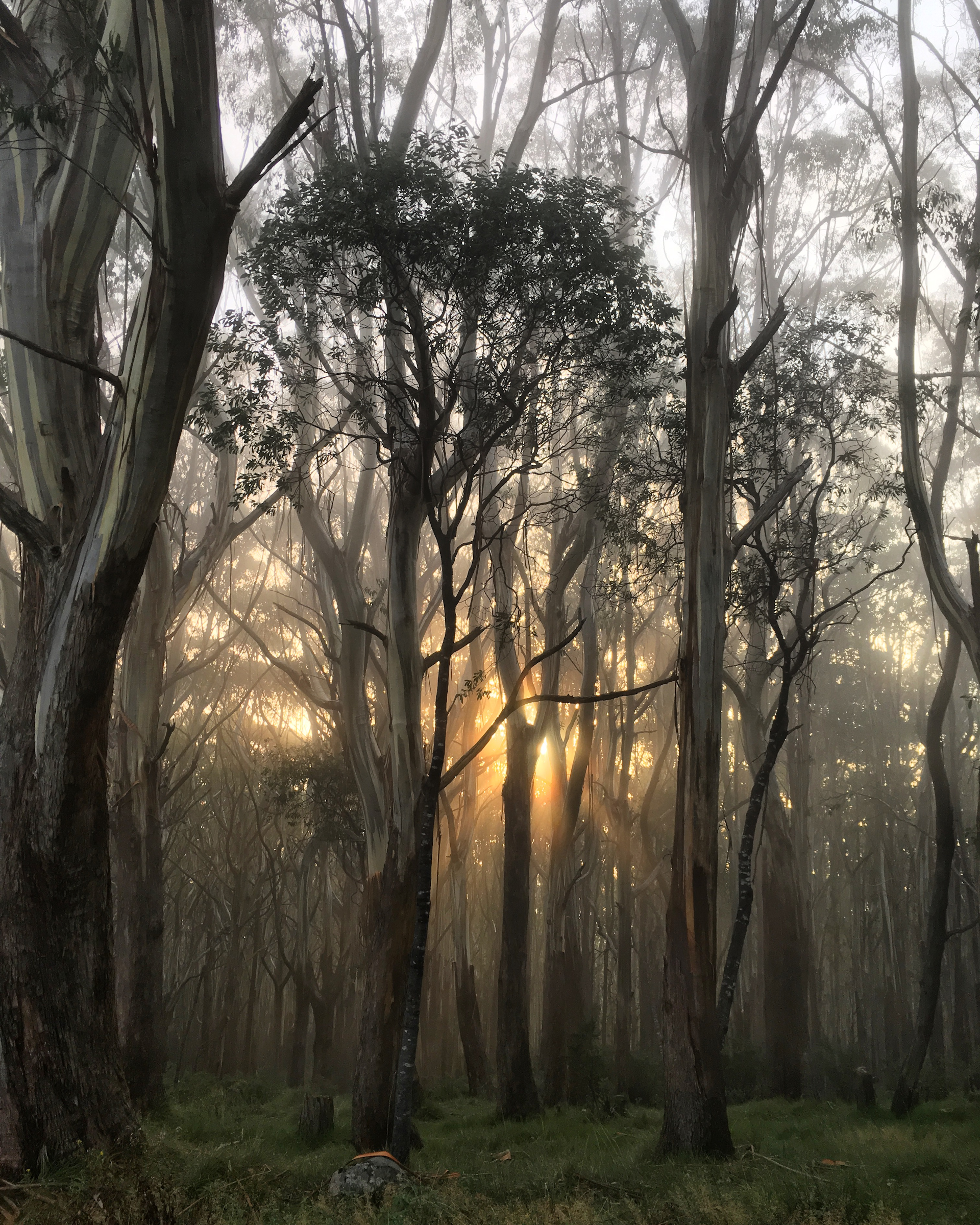 Australia’s alpine ash forests are now officially endangered. Can we save them?