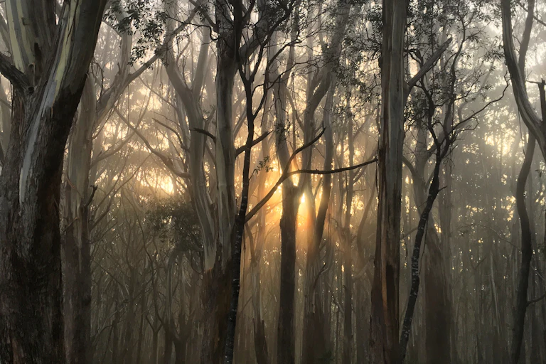 An alpine ash forest with a setting sun in the background.