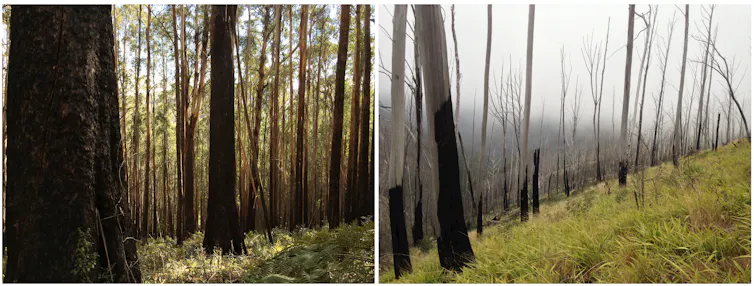Left image: A mature forest of alpine ash. Right image: Repeatedly-burned forest has turned into a grassland.