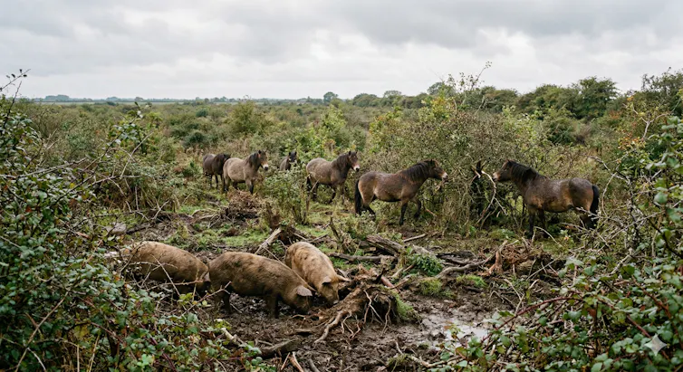 AI-generated image of wild pigs and horses in a rewilded Britain