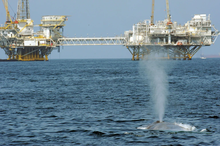 A whale swims near two oil platforms.