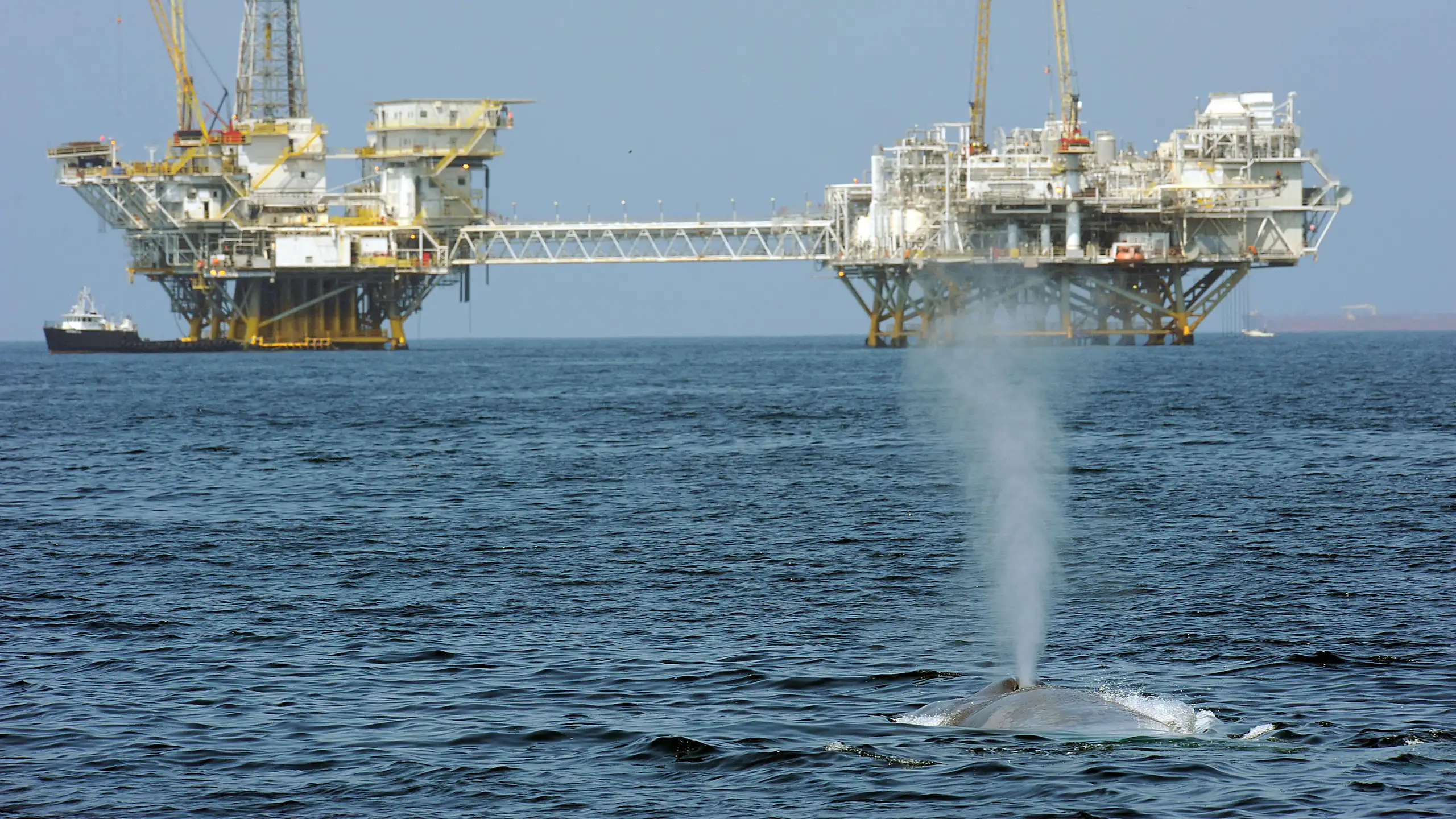 A whale swims near two oil platforms.