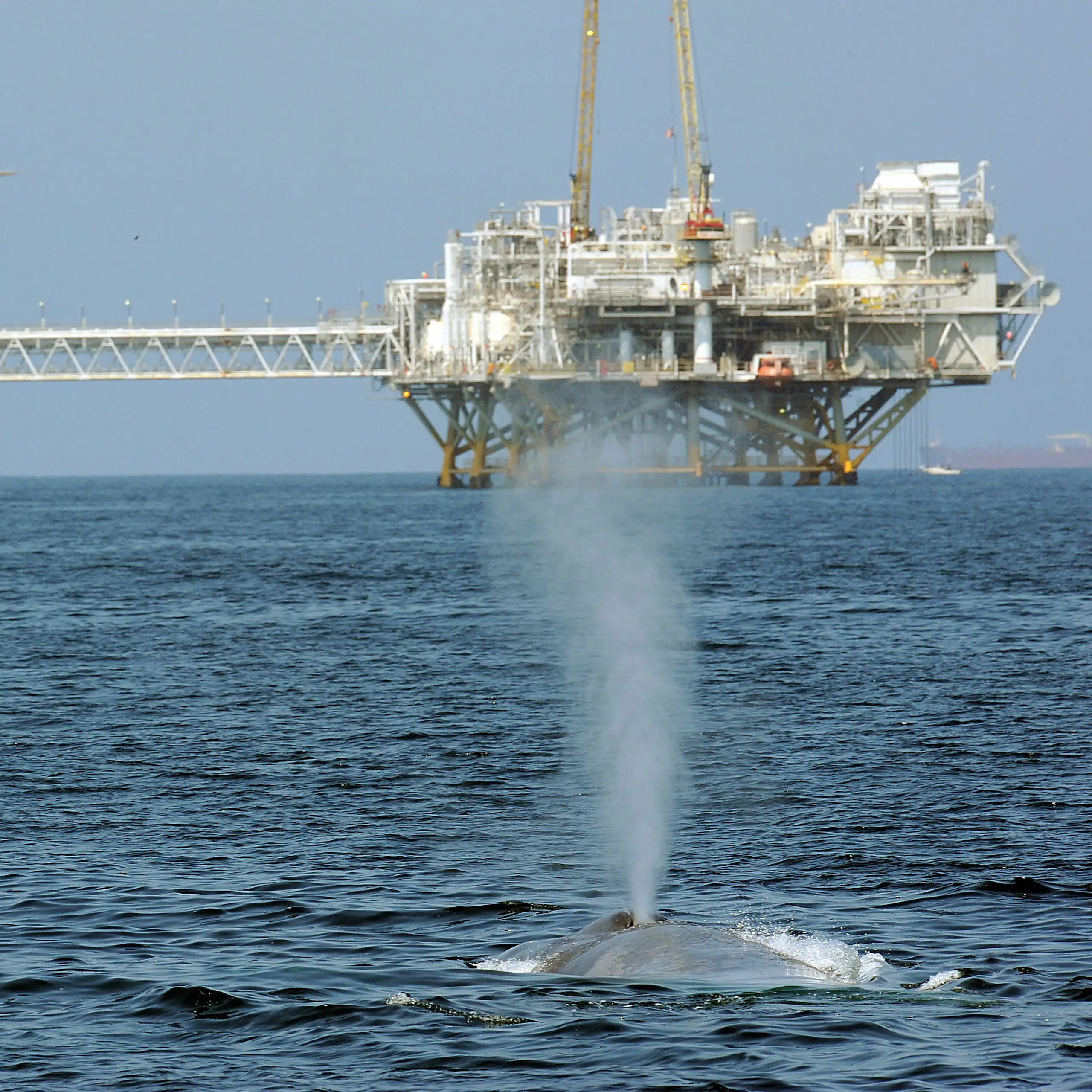A whale swims near two oil platforms.