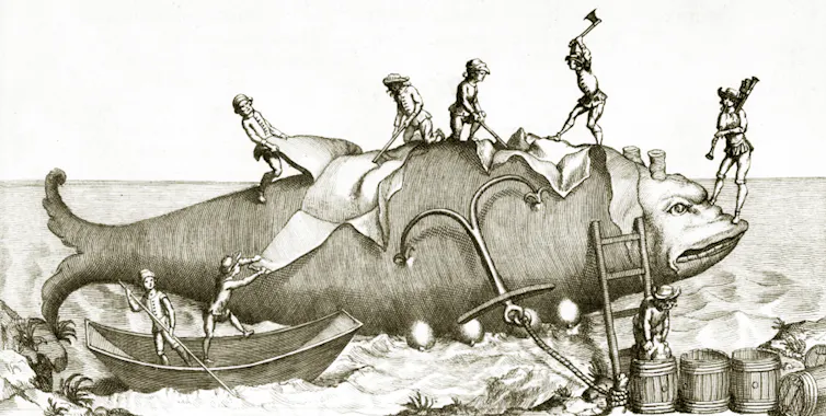 En la pesca costera tradicional, el procesado de las ballenas se acostumbraba a realizar en las playas a fuerza de brazos y con simples hachetas, cuchillos y ganchos.