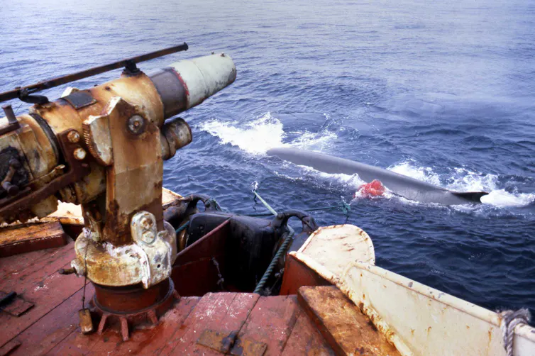 Baleine fraîchement harponnée par un navire de la compagnie galicienne Industria Ballenera SA en 1982.