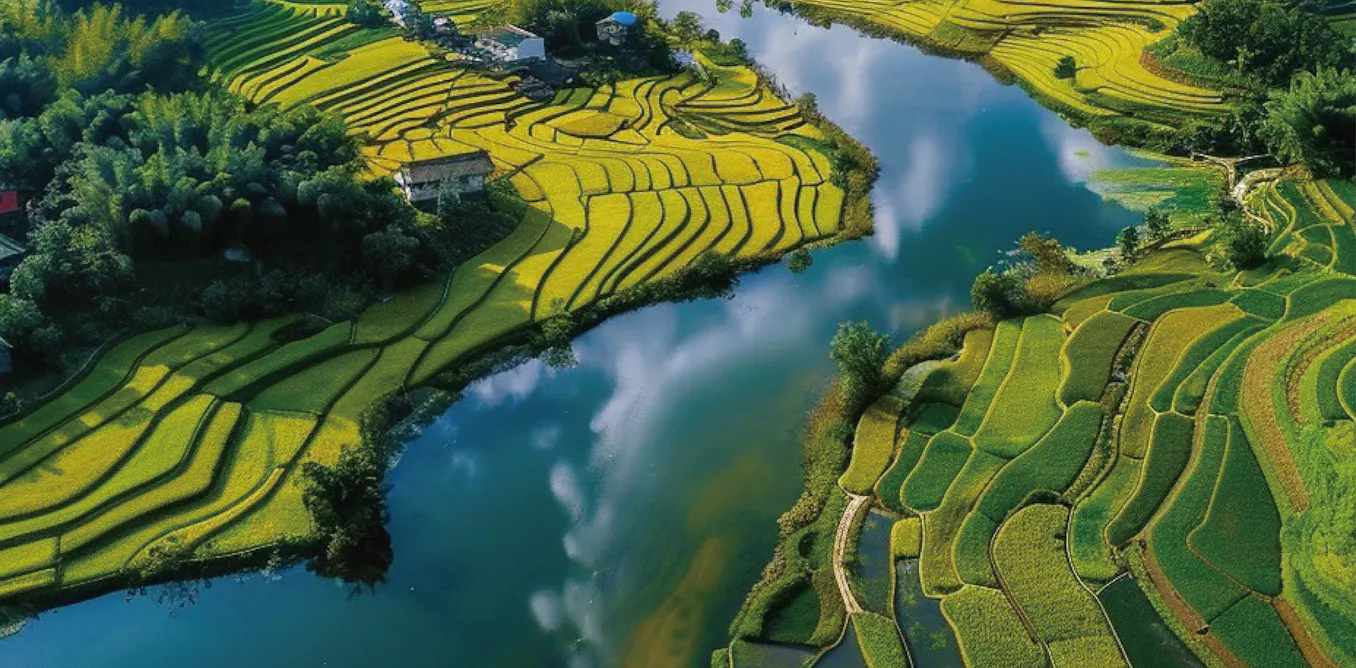 Rice feeds billions of people – but its role in fueling climate change ...