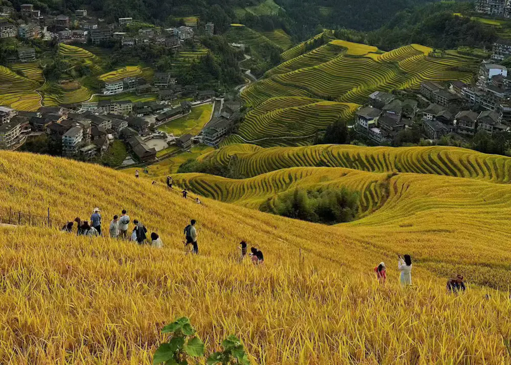 Rice feeds billions of people -- but its role in fueling climate change ...