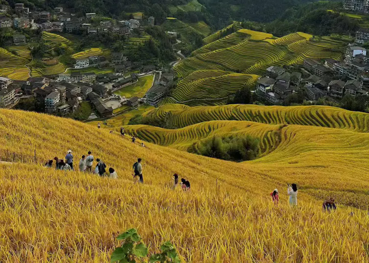 People walk through a rice field on a hill with golden crops and more hills in the distances.