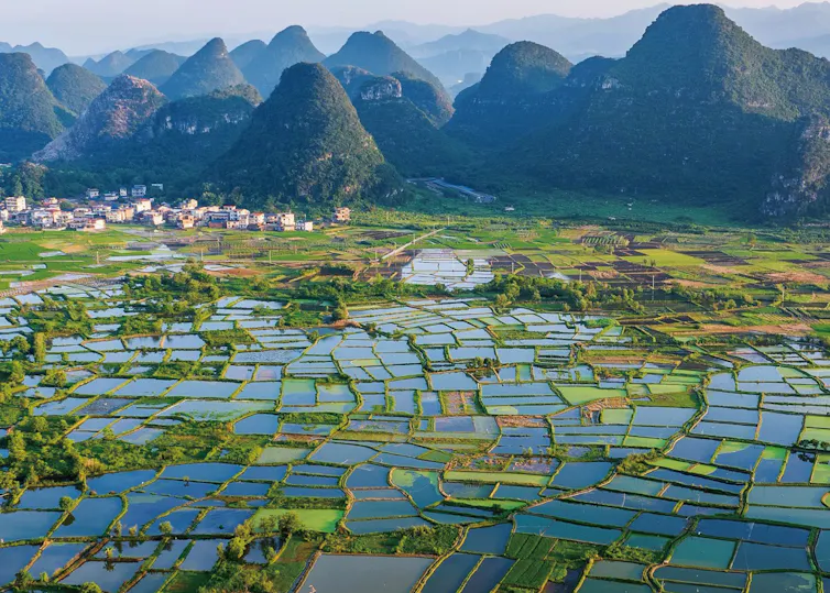 A view across flooded rice paddies with mountains in the distance.
