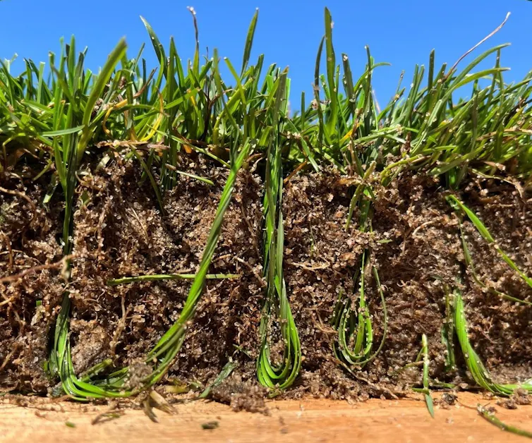 Diseñamos el campo para la Copa Mundial de la FIFA más grande de la historia: así es como creamos la misma experiencia de juego en 3 países 2 Una vista lateral del césped cortado muestra cómo se cose el plástico en el césped para brindar soporte.