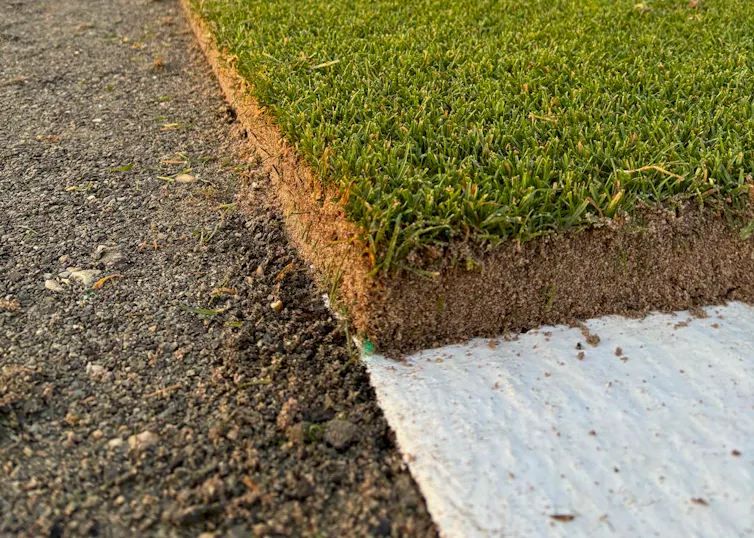 The edge of sod grown on plastic that has been cut and recently harvested.
