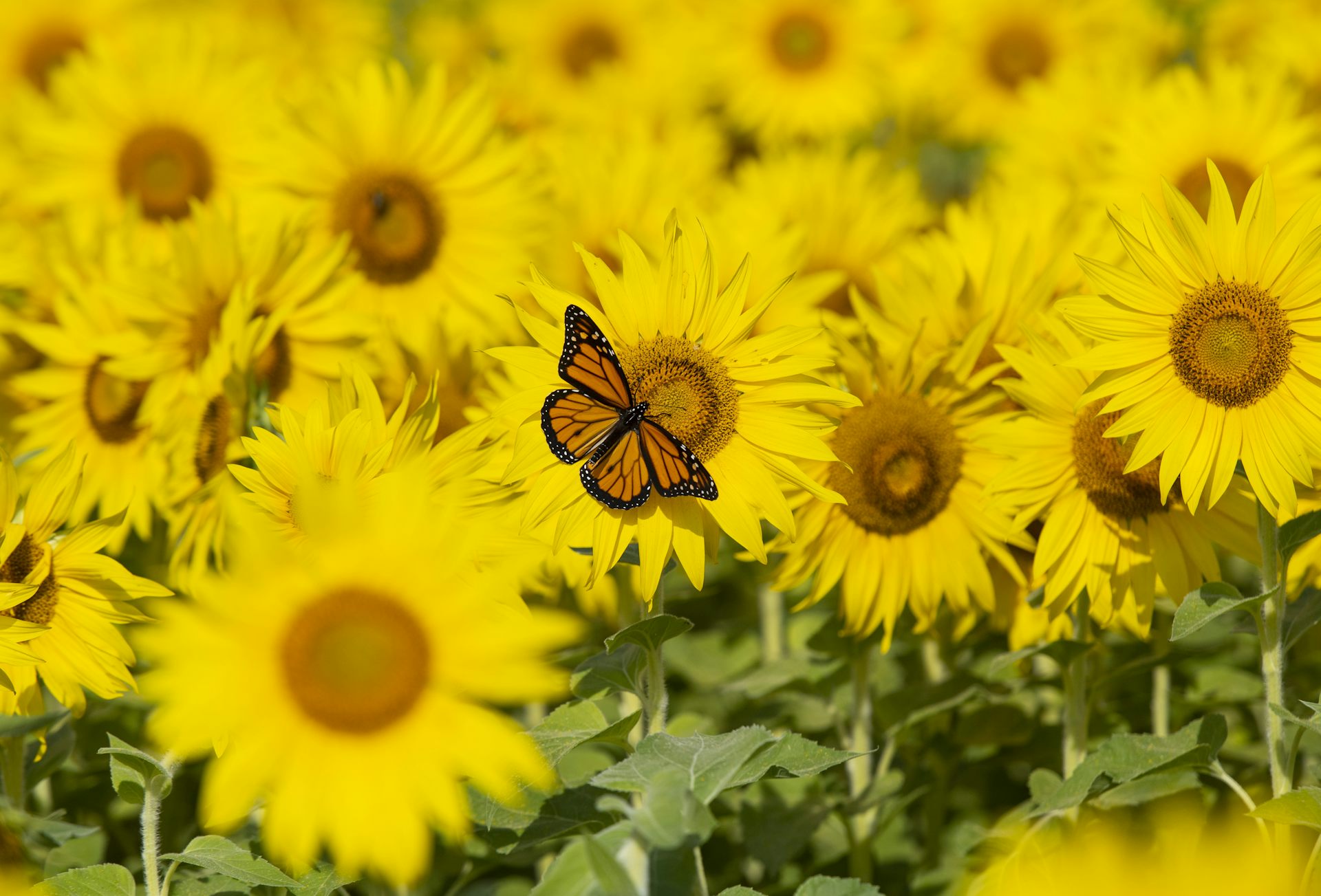 An orange and black monarch butterfly standing on a sunflower