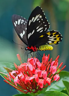 Un índice global de mariposas podría mejorar la conservación de insectos en todo el mundo 2 mariposa con alas negras y amarillas y cuerpo rojo, amarillo y negro sobre una flor rosa rojiza.