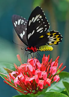 a butterfly with blac and yellow wings and red, yellow and black body on a reddish pink flower.