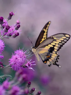 a yellow and black butterfly on a purple flower