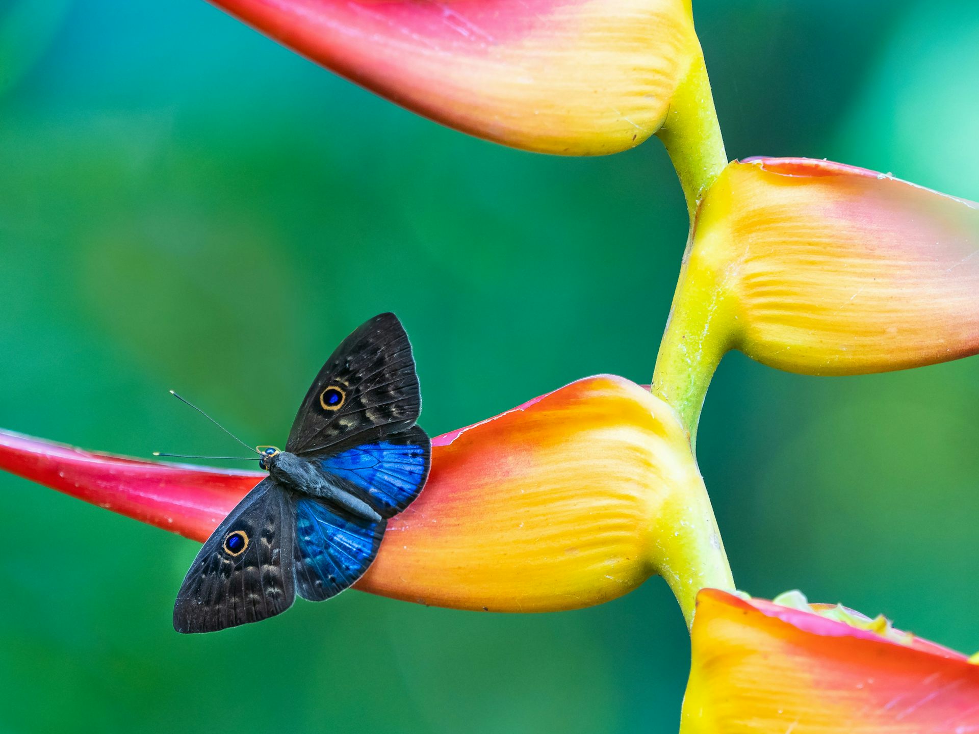 Una mariposa azul y negra con patrones en forma de ojos que descansan sobre una flor rosa y amarilla.