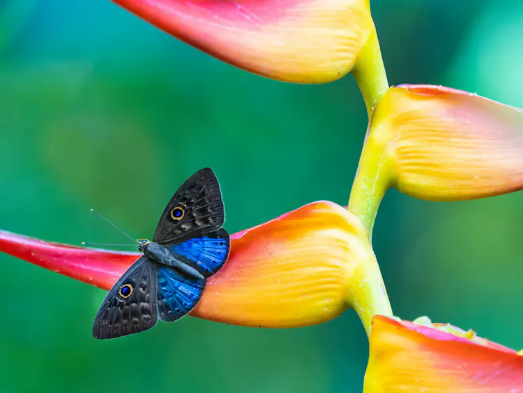 A blue and black butterfly with patterns resembling eyes resting on a pink and yellow flower