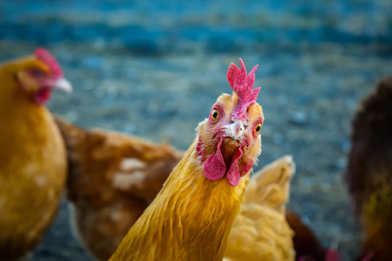 Chickens.