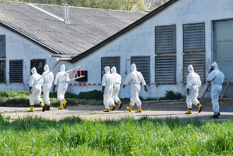 People in protective suits attending a turkey farm where avian influenza had broken out.