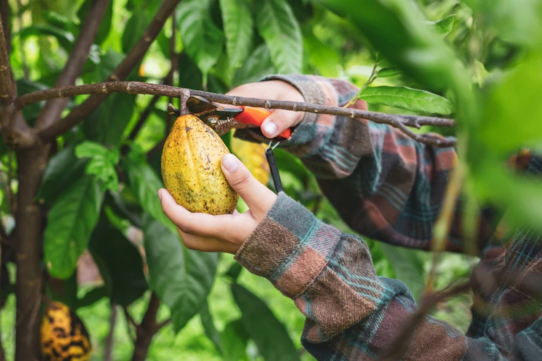 Une cabosse de cacao