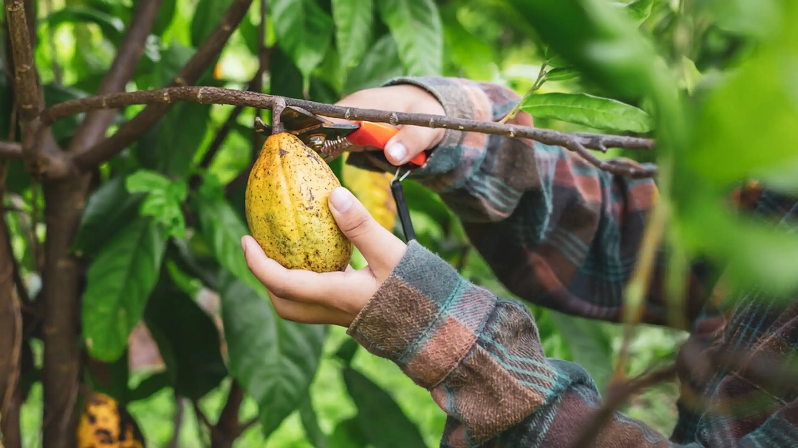 Une cabosse de cacao