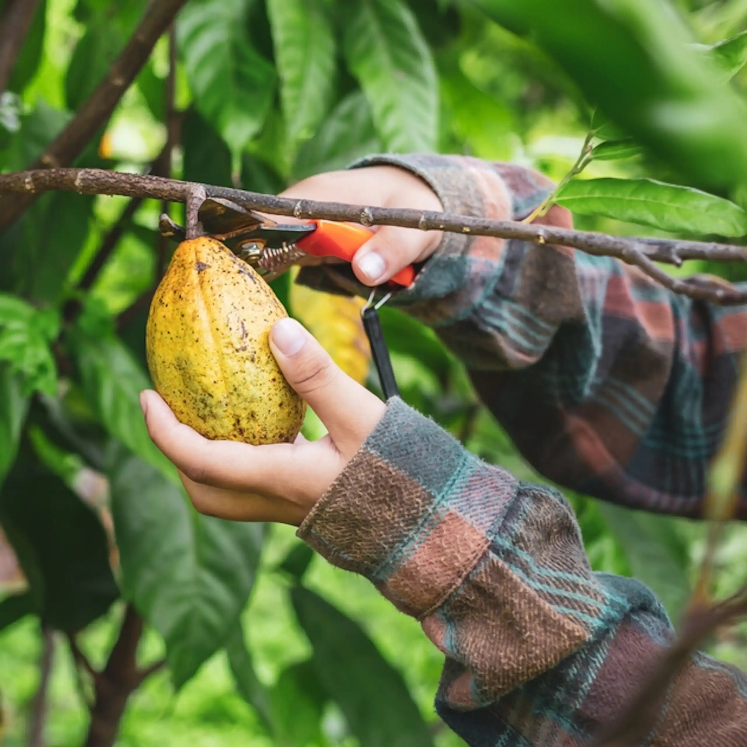 Une cabosse de cacao