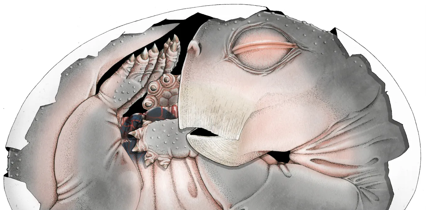 Embryo fossil found in South Africa is world’s oldest proof that mammal ancestors laid eggs