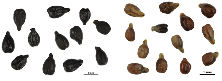 DNA has spoken: the culture of the vine in France dates back more than 4,000 years.