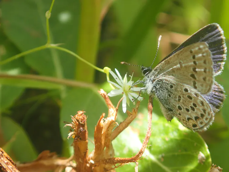 mariposa de color beige pardusco sobre una flor corta